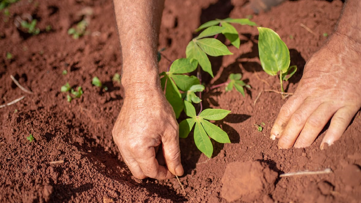 Agroecología: la historia de Nelly, la campesina que le ganó a una multinacional
