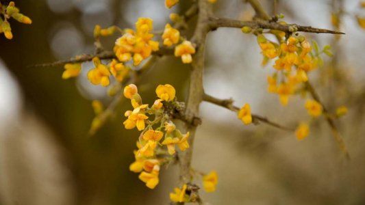 Las plantas autóctonas de Mendoza