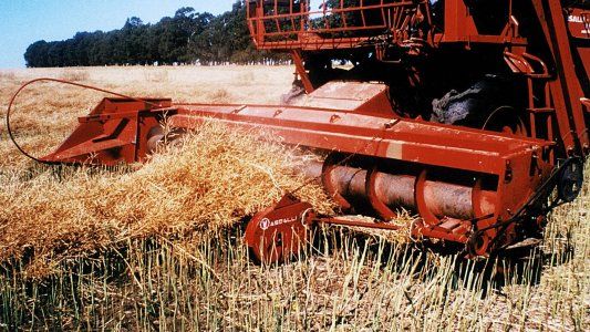 Los precios locales de los granos, a contramano del mercado internacional