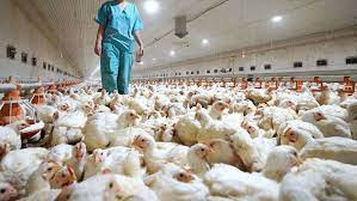 En China pidieron evitar el contacto con aves muertas (Foto: AFP).