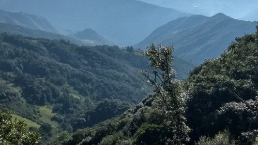 Medioambiente: ¿Por qué los especialistas dicen que es un momento decisivo para los bosques?