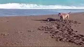 Feroz ataque grabado en la costa: un pitbull mordió a una cría y buscan a su dueño