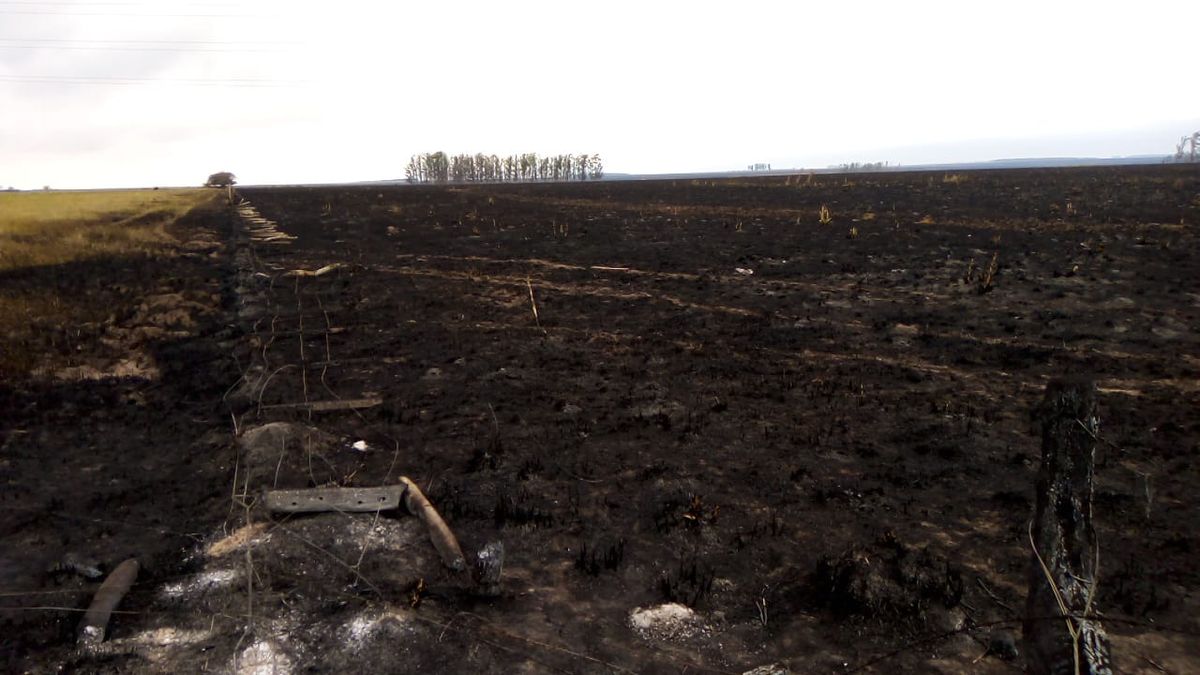 La imagen de la desolación en Corrientes: los incendios se llevaron el trabajo de los científicos. (Foto: INTA Mercedes)
