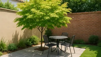 El árbol ideal para patios chicos: da sombra en verano, resiste la sequía y no rompe el piso