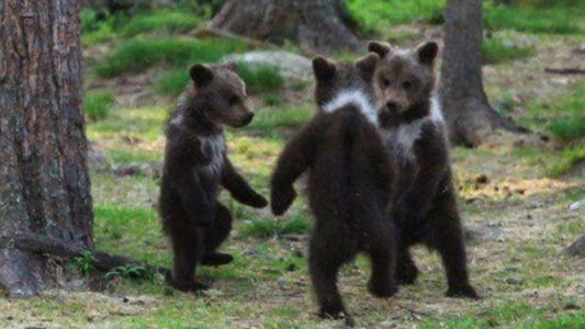 Los tres osos: un fotógrafo capturó una increíble imagen de tres ejemplares bailando en un bosque