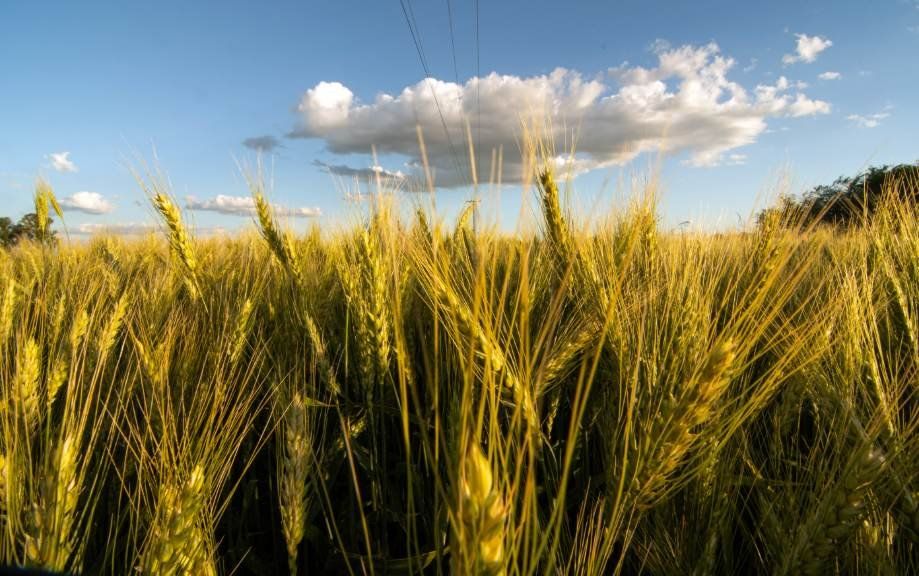 Aunque arrancó con demoras, la siembra de trigo aumentaría 4% en Buenos Aires