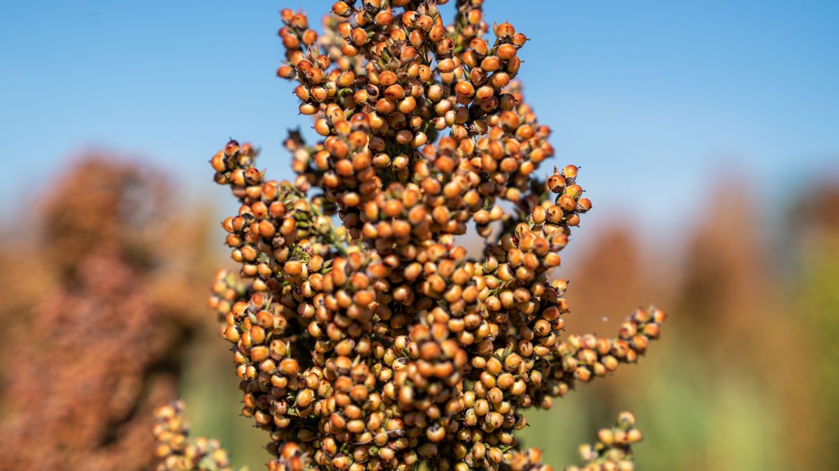 En Advanta definen al sorgo como 