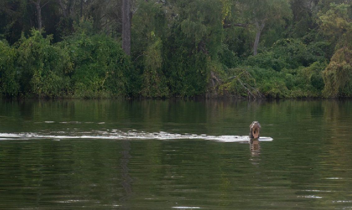 &nbsp;La provincia del Chaco y la Fundación Rewilding Argentina anunciaron el hallazgo del único ejemplar de nutria gigante o lobo gargantilla que vive en completa libertad. Si bien hay otros tres