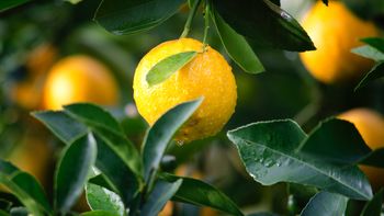 La sorprendente dieta del limón para perder peso de inmediato 