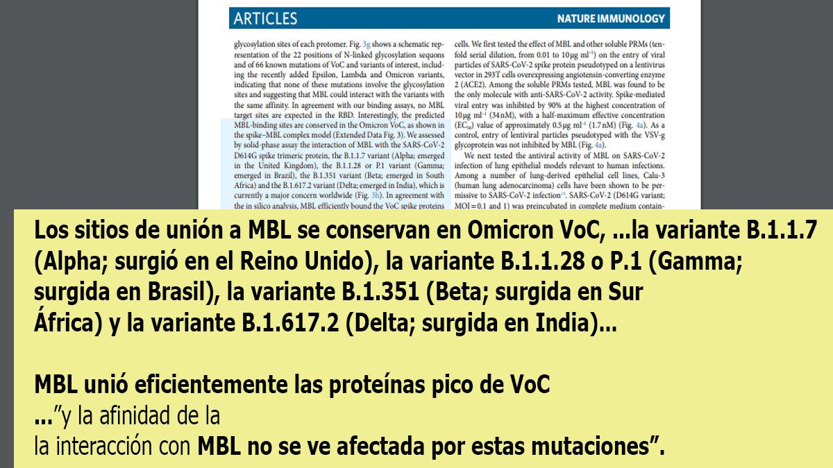 La proteína MBL actúa sobre todas las variantes de la pandemia e impiden el contagio (Foto: