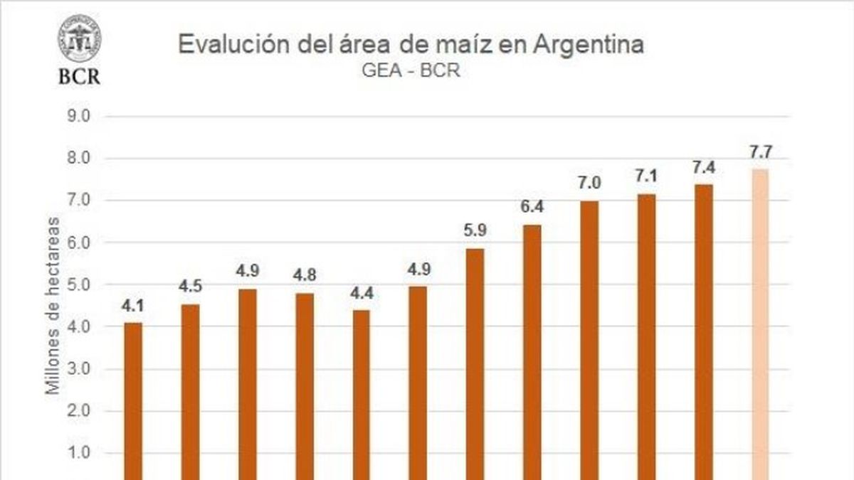 El área del maíz viene en crecimiento a lo largo de las últimas campañas, y le gana espacio a la soja.