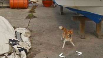 Los internautas que recorrieron las calles de la ciudad japonesa compartieron las fotos y dejaron todo tipo de comentarios graciosos. Al can se lo ve sonriendo y divirtiéndose mientras persigue al auto. Los internautas que recorrieron las calles de la ciudad japonesa compartieron las fotos y dejaron todo tipo de comentarios graciosos. Al can se lo ve sonriendo y divirtiéndose mientras persigue al auto.