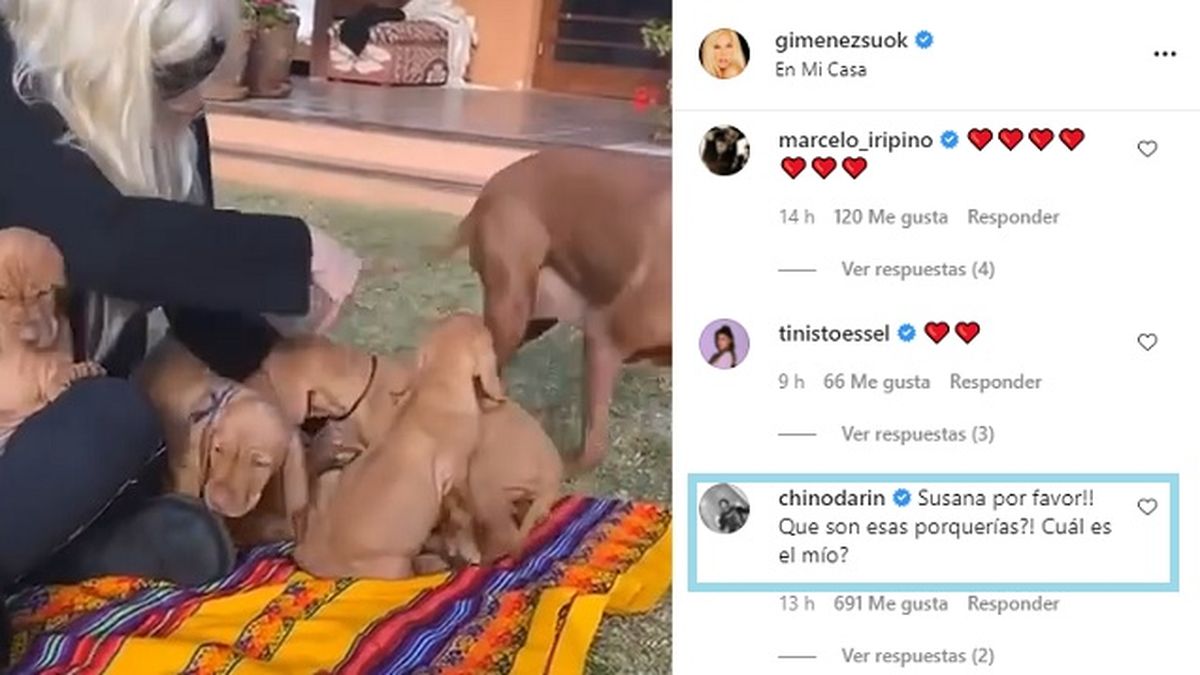 Susana Giménez, desde su chacra de Punta del Este mostró cuán grandes están los 5 cachorritos, de los cuales planea regalar 3. El Chino Darín parece que se anotó con uno. 
