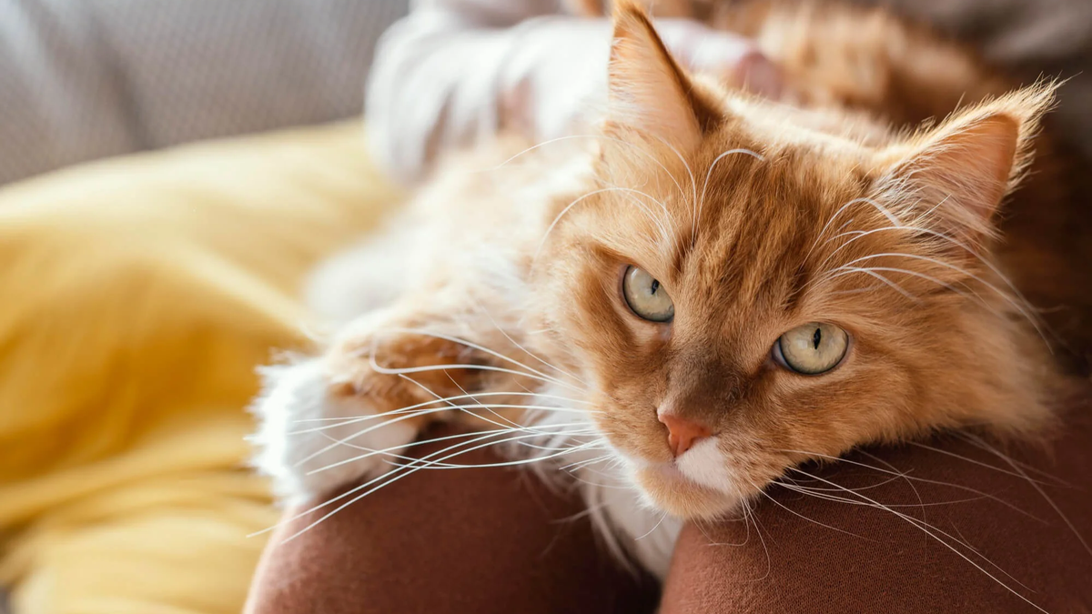 Qué significa y qué revela que no te gusten los gatos