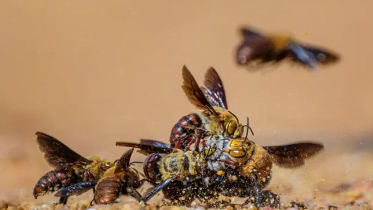 (Foto: Gentileza Wildlife Photographer of the Year) (Foto: Gentileza Wildlife Photographer of the Year)