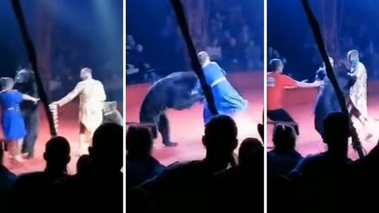 Video impactante: un oso ataca a su entrenadora durante el show de un circo