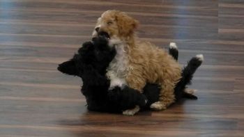 Mora, la perrita de Gran Hermano 2022, causó preocupación en la casa por sus gritos de dolor