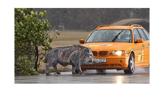 El peligro de atropellar a un animal en la ruta