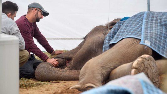 “Como sociedad debemos disculparnos con vos, Pelusa”: la autocrítica del intendente de La Plata por la muerte de la elefanta