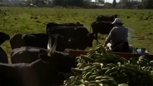 Video: alimentan vacas con bananas por falta de rentabilidad de la fruta