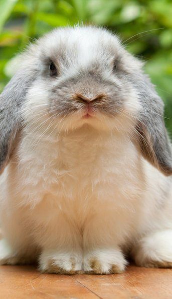 Chorinejo: en Jujuy preparan chorizos de conejo por la superpoblación de estos animales