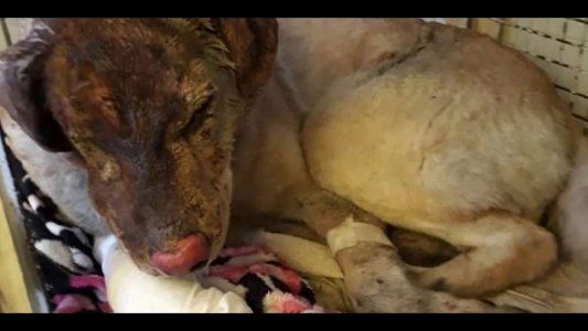 Un perro salvó a toda una familia de un incendio y terminó incendiado