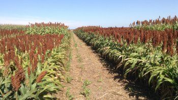 Espaldarazo al sorgo: un estudio destaca su alta rentabilidad
