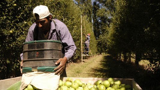 Radiografía del empleo argentino: cuántos puestos de trabajo genera el campo y cuál es el top five de actividades