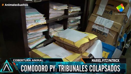 Comodoro Py colapsado: Si viene alguien de higiene, clausuraría el lugar