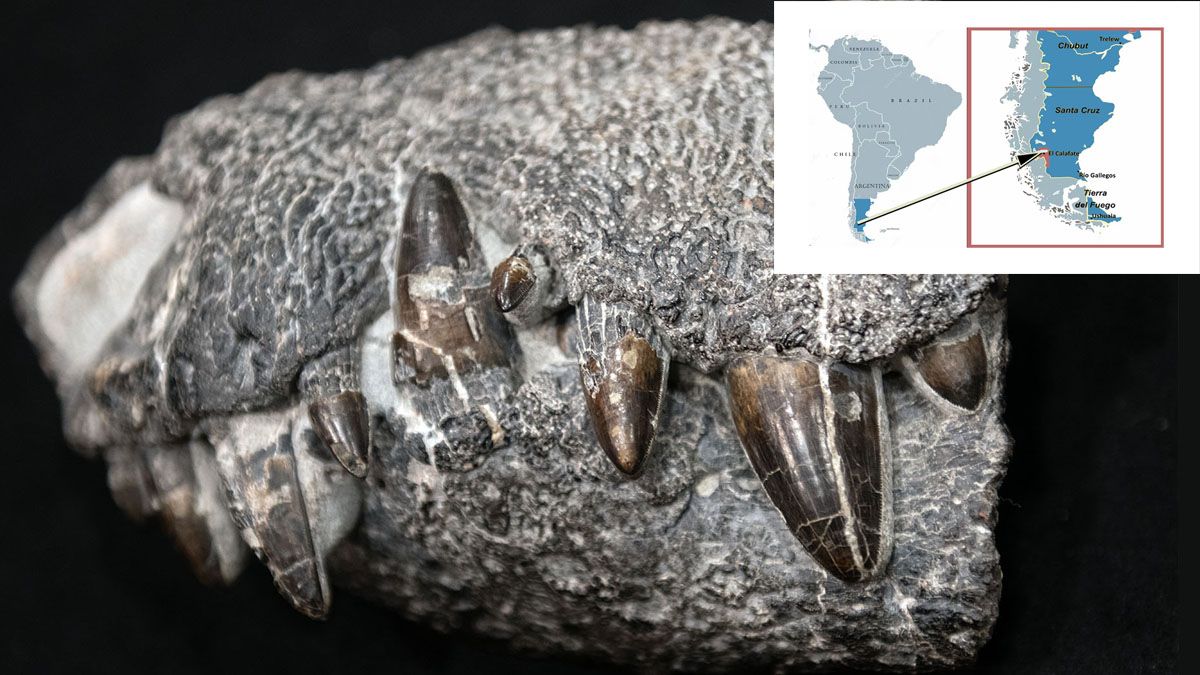 Mandíbula y colmillos fosilizados del Cocodrilo Feroz. Hallado en el Calafate. (Foto: A24.com)