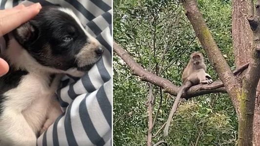 Video: un mono secuestró a un perro y lo mantuvo en un árbol durante días