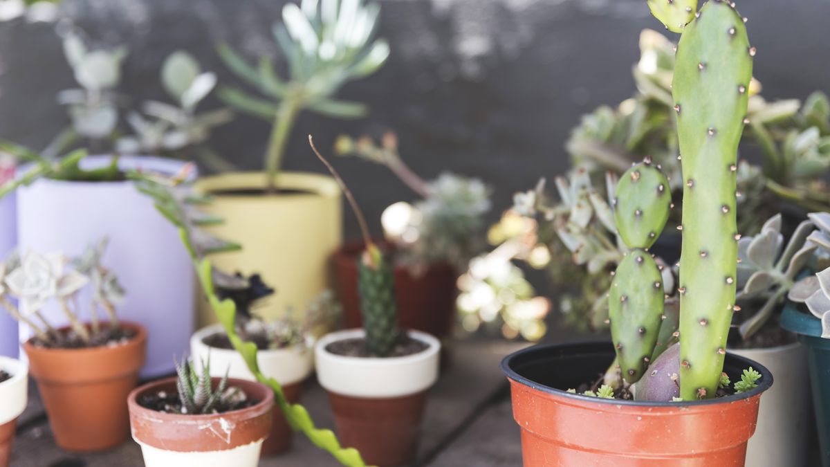 Plantas del tipo suculentas y cactus.