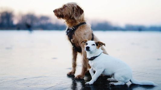 El estudio que prueba que el tamaño importa, al menos para tener perros saludables