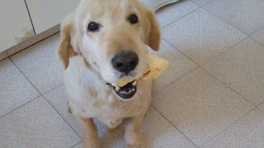 Día del animal: historias de usuarios que piden que se legalice el cannabis medicinal para sus mascotas