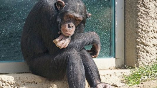La triste historia de Toti, el chimpancé que vive solo en un zoológico de la Patagonia
