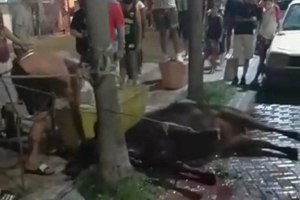 Descargaron vacas de un camión y faenaron a una en plena calle en medio de una protesta