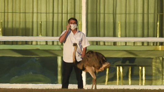 El peor día para Bolsonaro: del confinamiento horrible a ser mordido por un ave en la Casa de Gobierno
