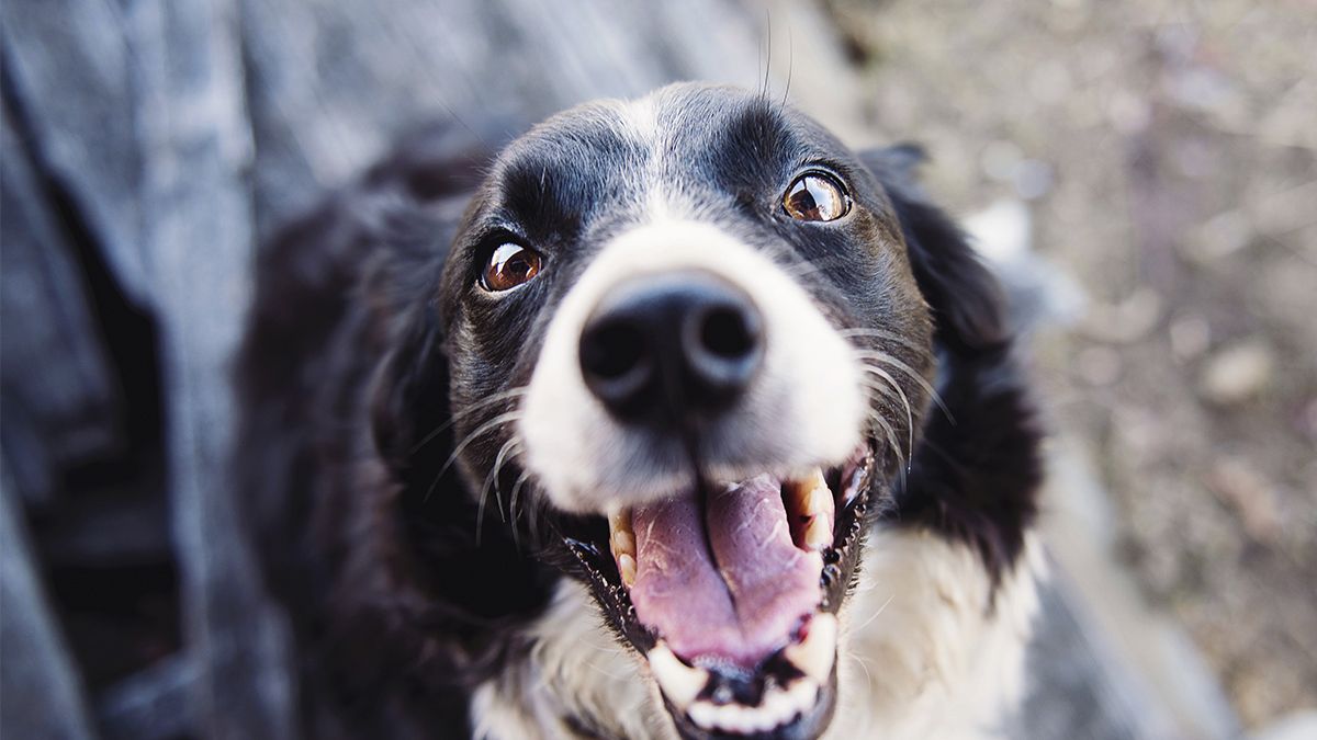 los perros ven mejor que los humanos