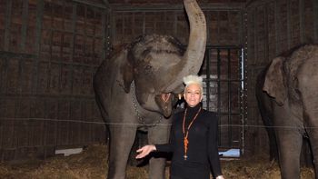 la importante cruzada de daniela cardone para salvar vidas animales la importante cruzada de daniela cardone para salvar vidas animales