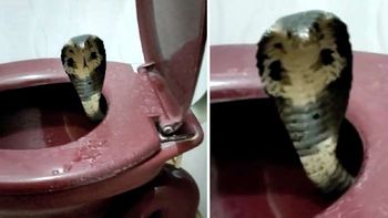 Se le comieron el pene: una cobra lo mordió en el inodoro