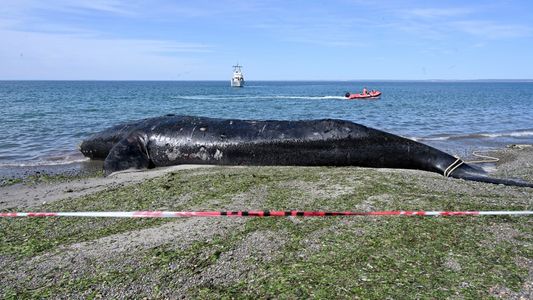 Crece el misterio en la Península Valdés: ya son 18 las ballenas muertas