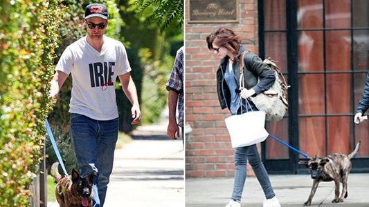 Sin retorno, Kristen Stewart y Pattinson en guerra por el perro