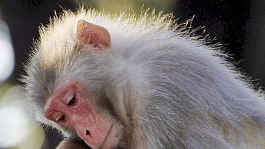 Según un estudio, las madres primates cargan a sus bebés muertos durante meses