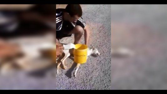 Un joven le hizo maniobras de reanimación a un perro callejero y lo salvó