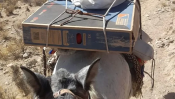 un intendente hizo llevar un televisor en mula para que los chicos puedan ver el mundial