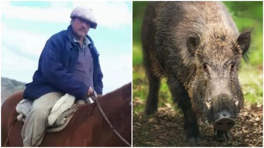El destino trágico de un hombre y sus cuatro perros cuando intentó detener a un jabalí