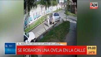 Así un conductor se robó una oveja en Lanús. (Captura de Tv) Así un conductor se robó una oveja en Lanús. (Captura de Tv)