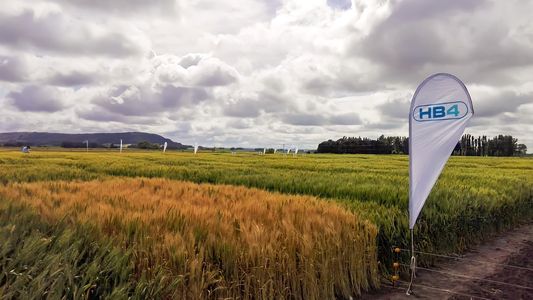 Otra luz verde al trigo transgénico: un nuevo país aceptará la harina HB4 de Bioceres