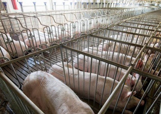 Granjas de cerdos para alimentar a China invaden a la península mexicana de Yucatán