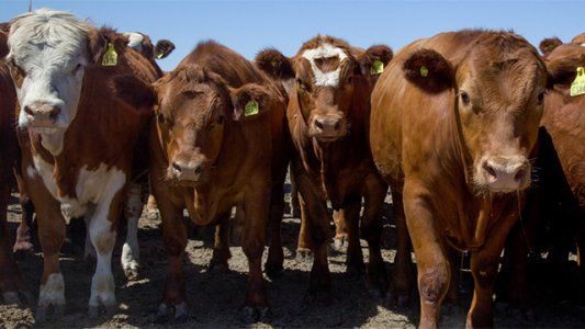 Cómo entender los números del stock vacuno argentino